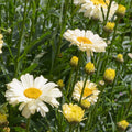 Leucanthemum 'Banana Cream' 2L