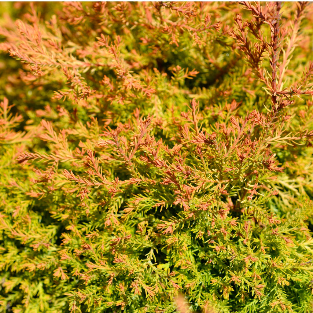 Thuja occidentalis 'Fire Chief' 9cm