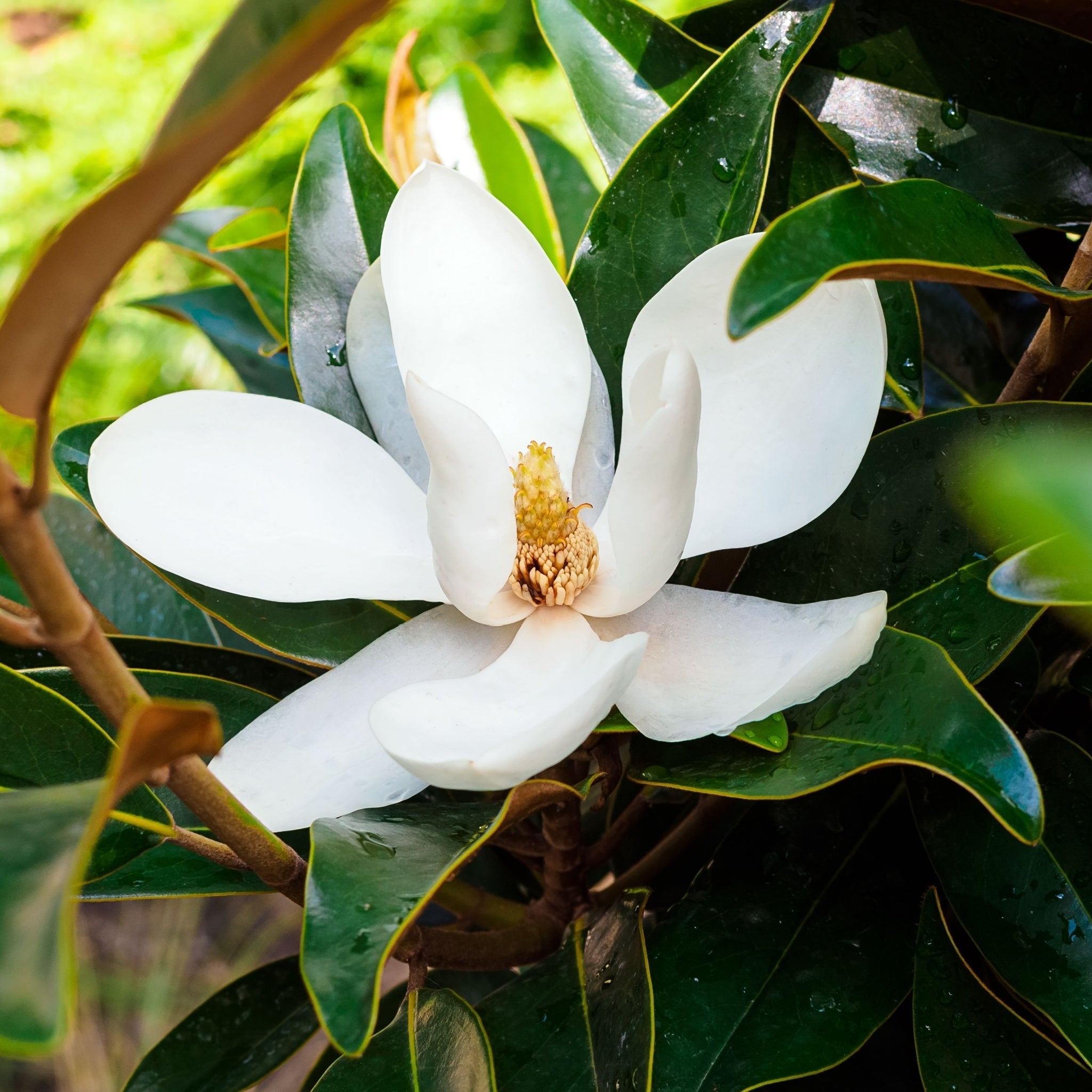 Evergreen Magnolia | Magnolia grandiflora | 50-60cm, 90-100cm