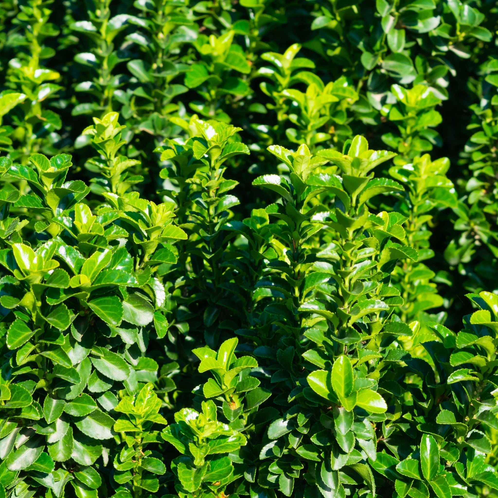 Euonymus japonicus 'Jean Hugues' 9cm