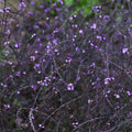 Verbena officinalis var. grandiflora 'Bampton' 9cm/2L