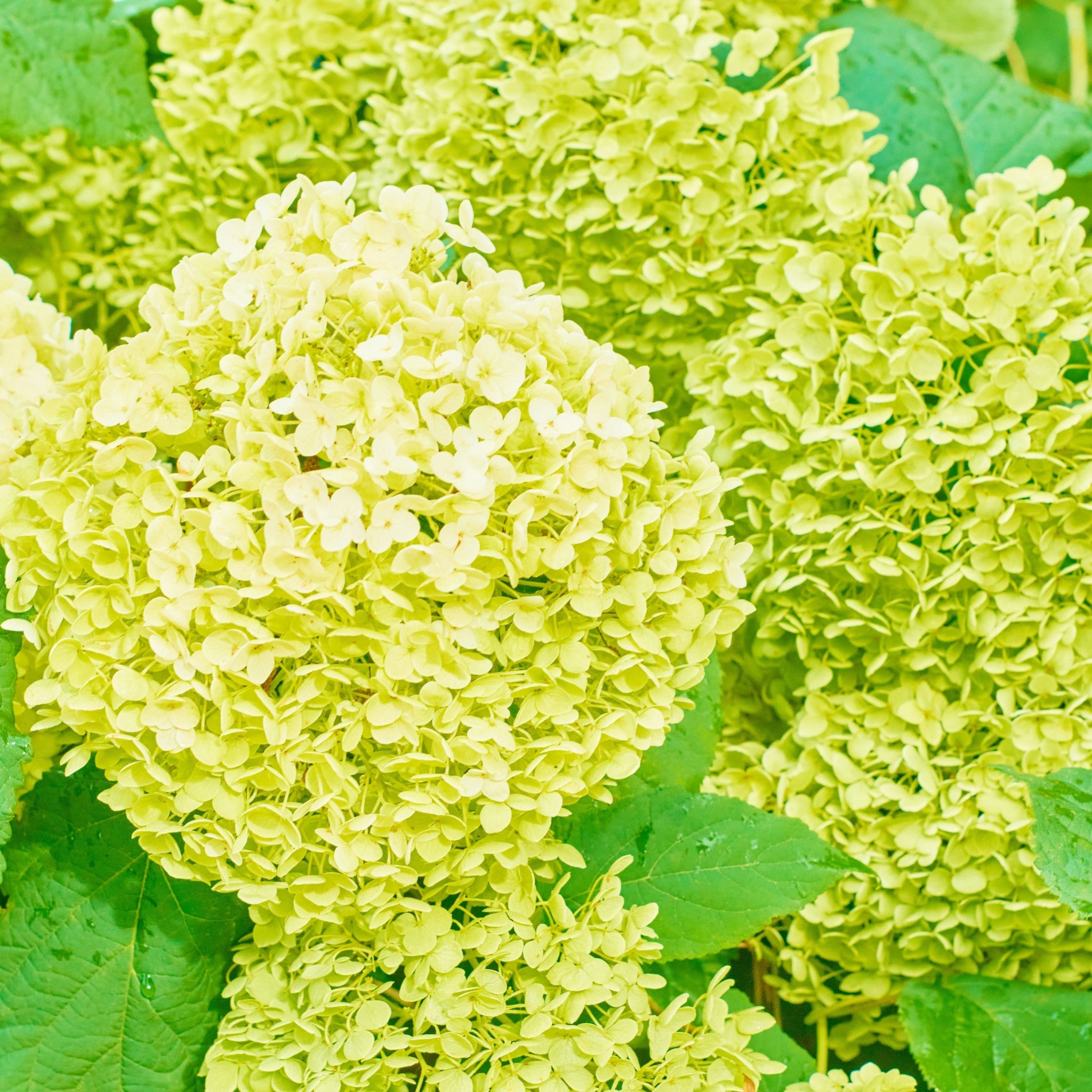 Hydrangea paniculata 'White Light' 2L / 5L / 7.5L