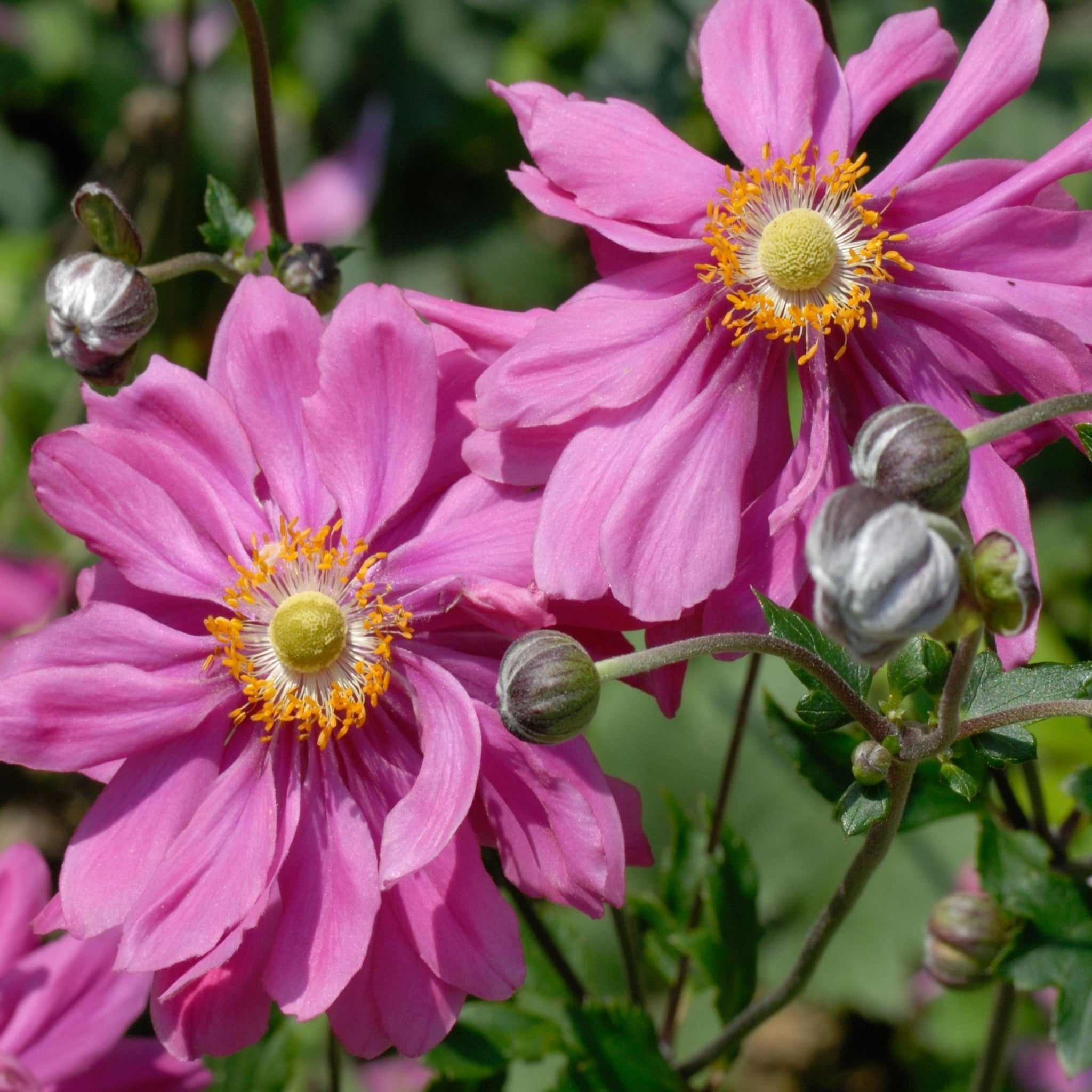 Anemone x hybrida Bressingham Glow 9cm Pot