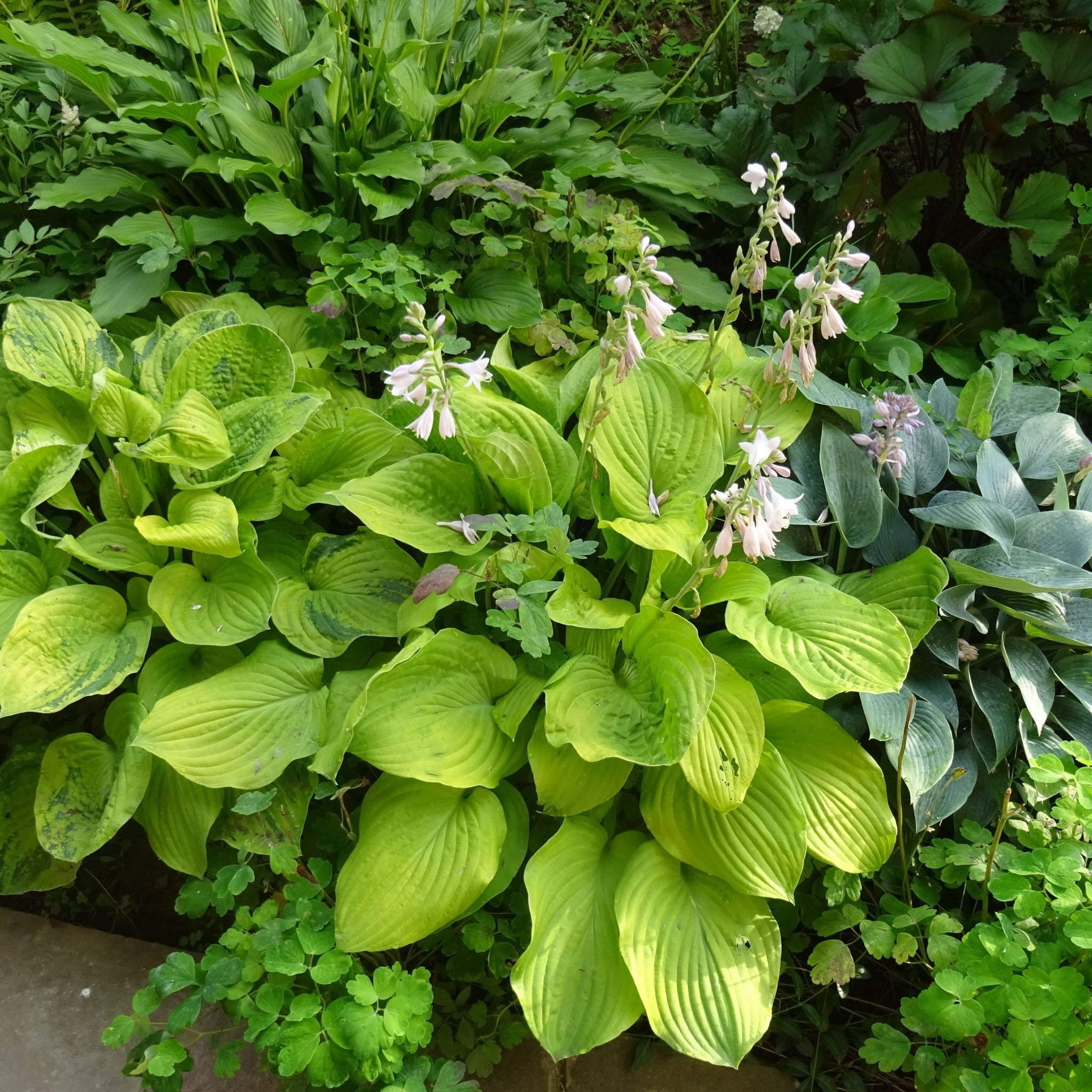 Hosta 'Guacamole' 9cm