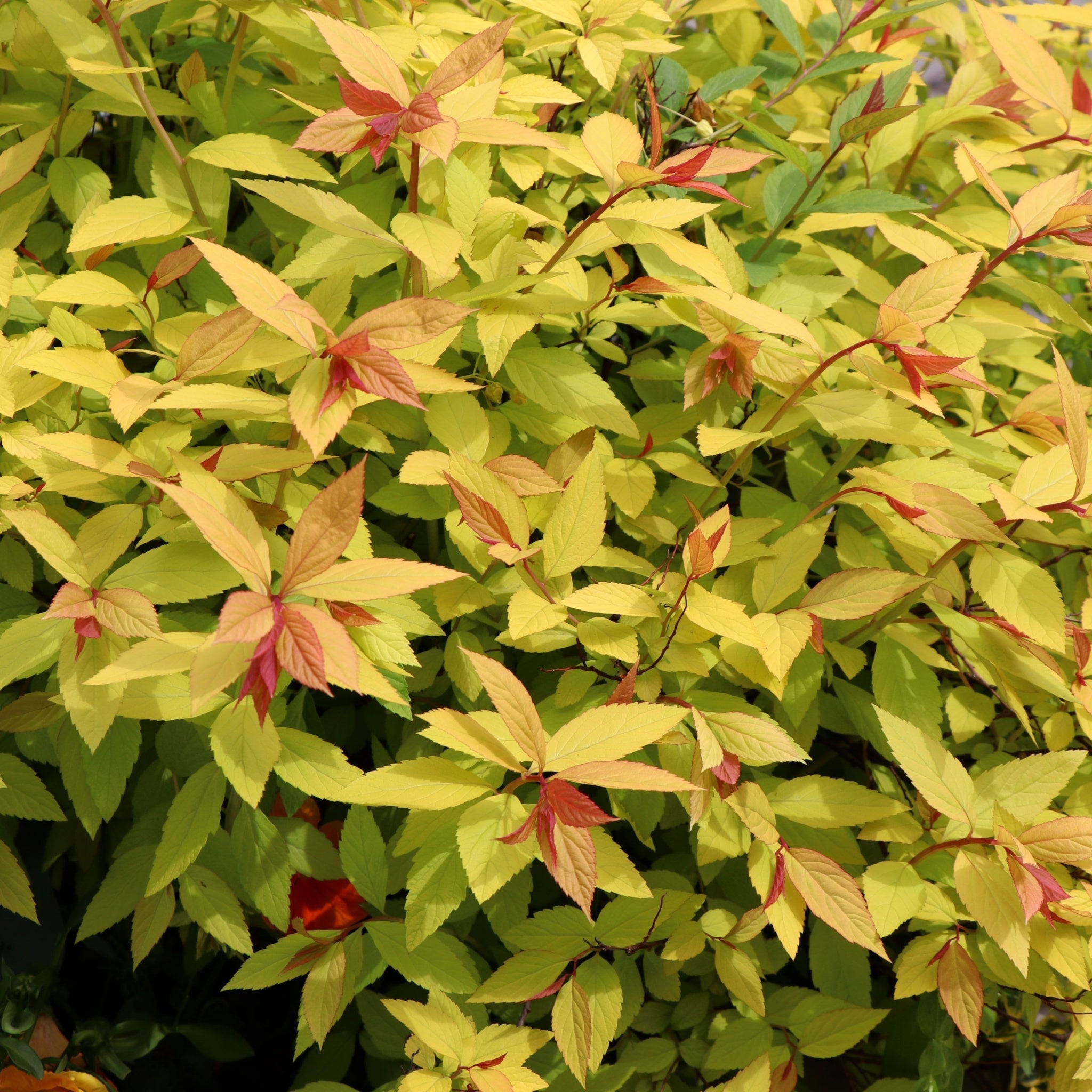 Spiraea japonica 'Golden Princess' 9cm / 1L / 2L