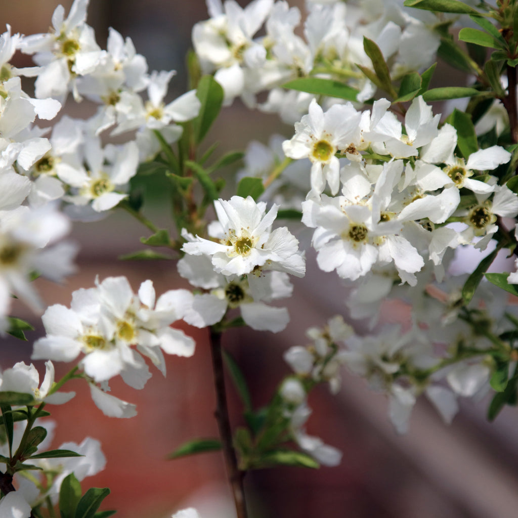 Exochorda × macrantha 'The Bride'  2L