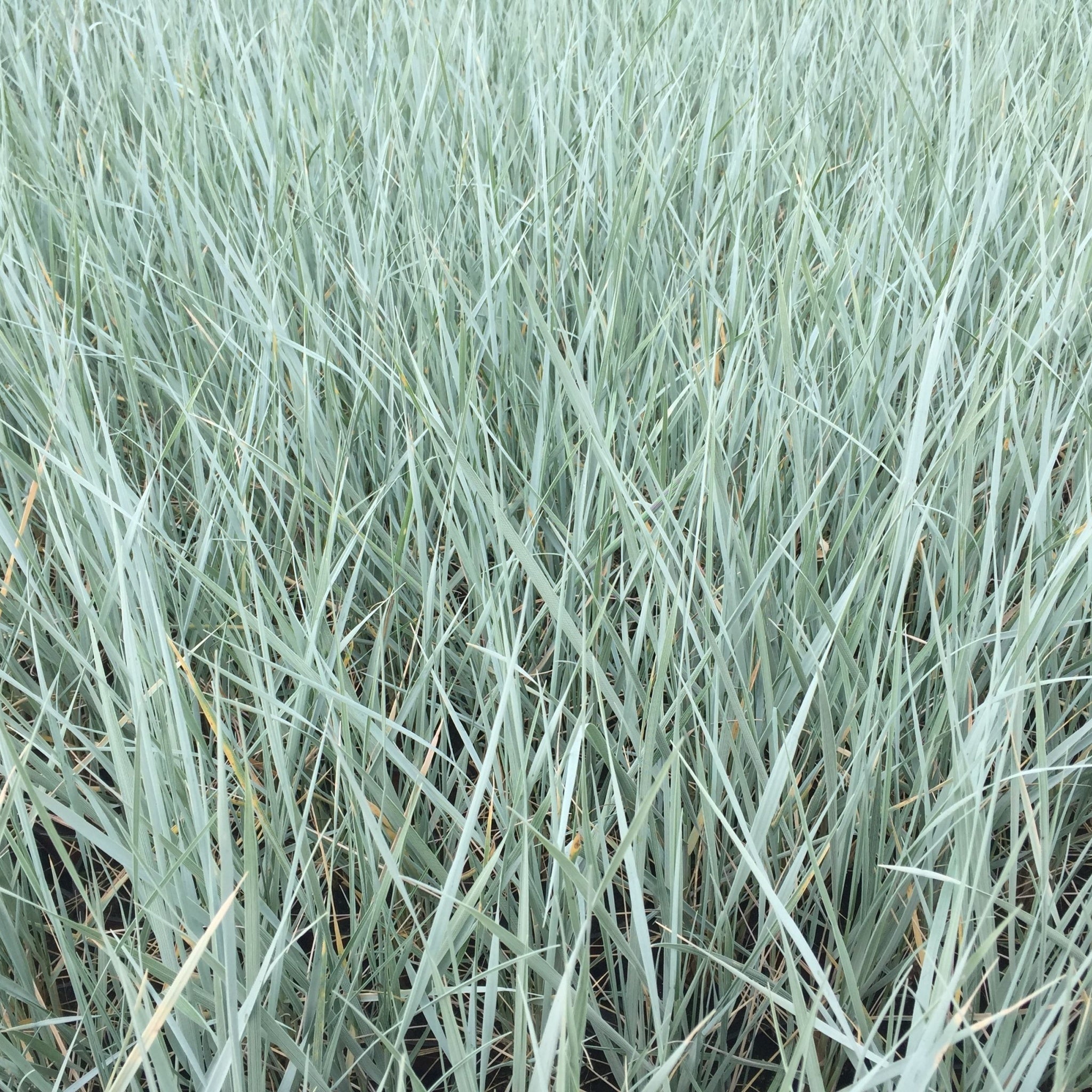 Elymus magellanicus 9cm