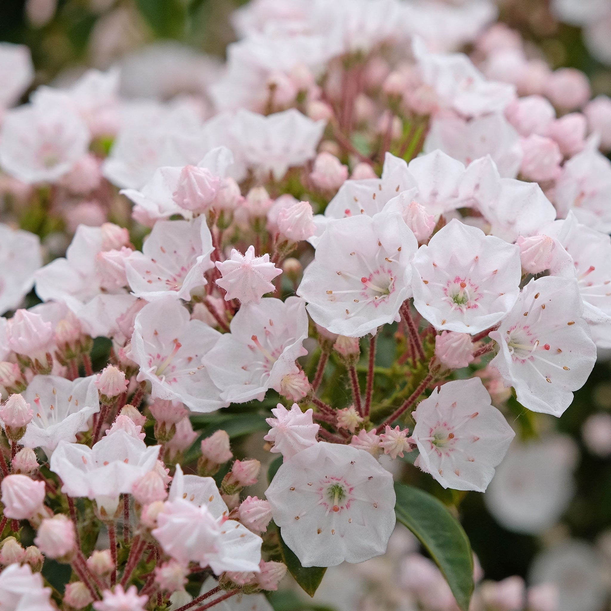 Kalmia latifolia 'Elf' 3L