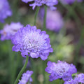 Scabious 'Flutter Deep Blue' 2L