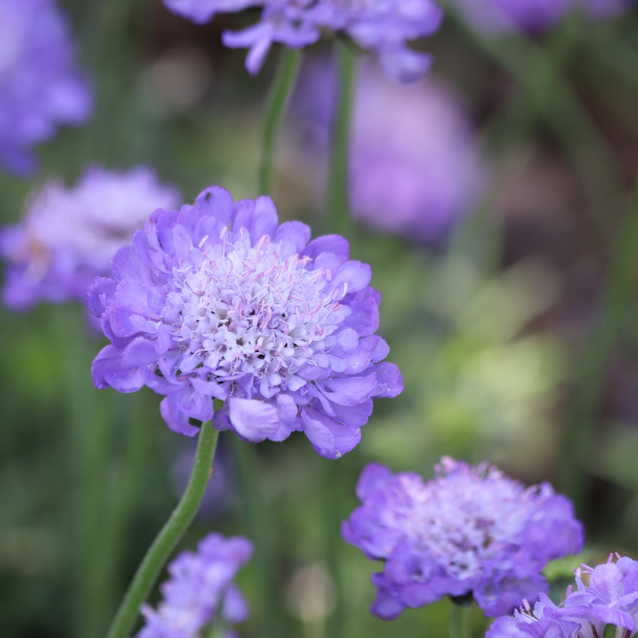 Scabious 'Flutter Deep Blue' 2L