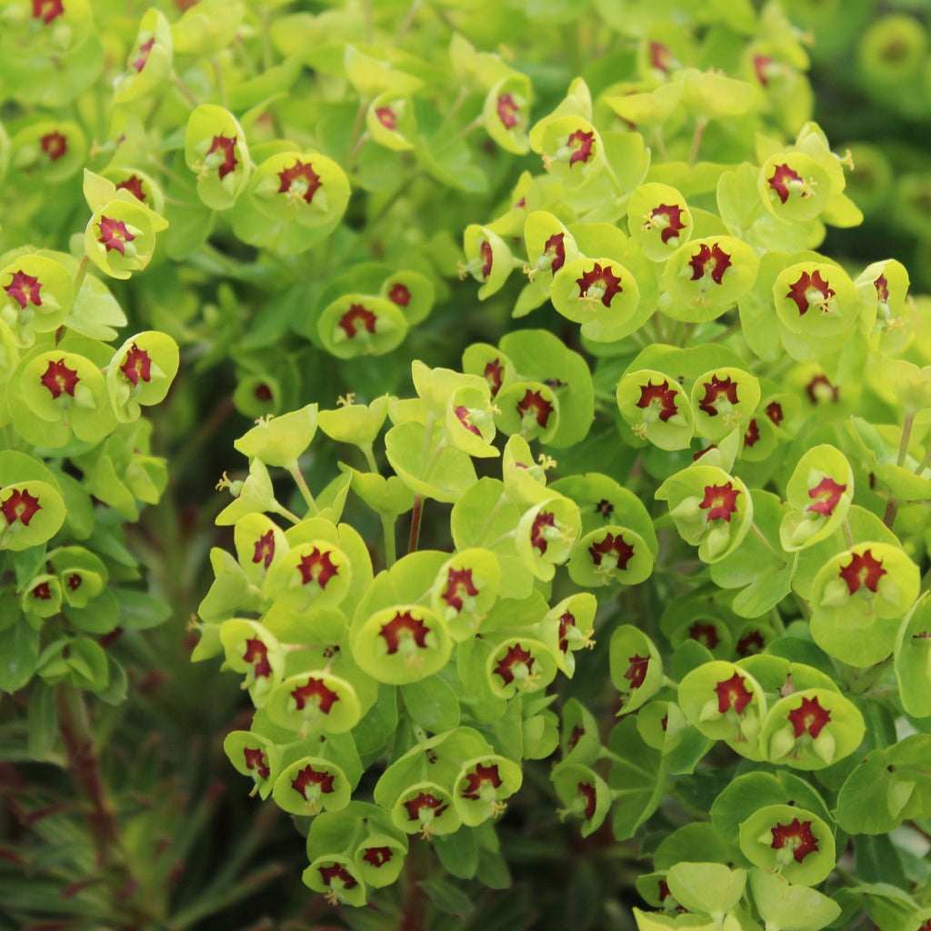 Euphorbia x martinii  'Tiny Tim' 9cm/2L
