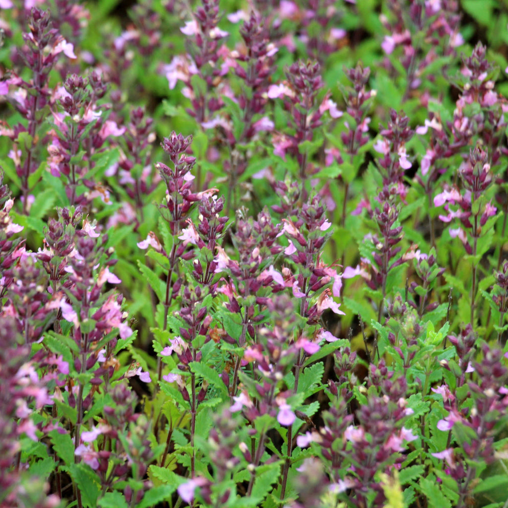 Teucrium x Lucidrys 9cm