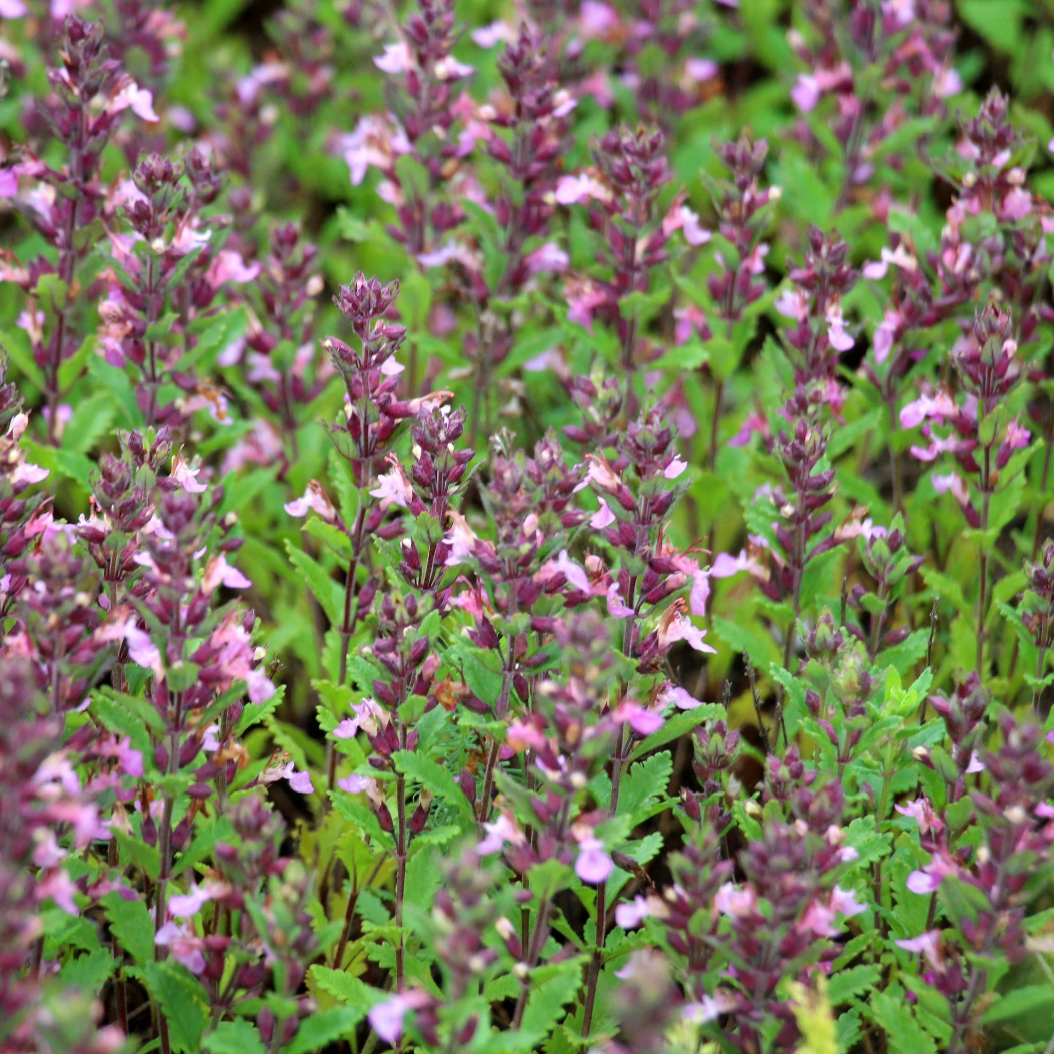 Teucrium x Lucidrys 9cm