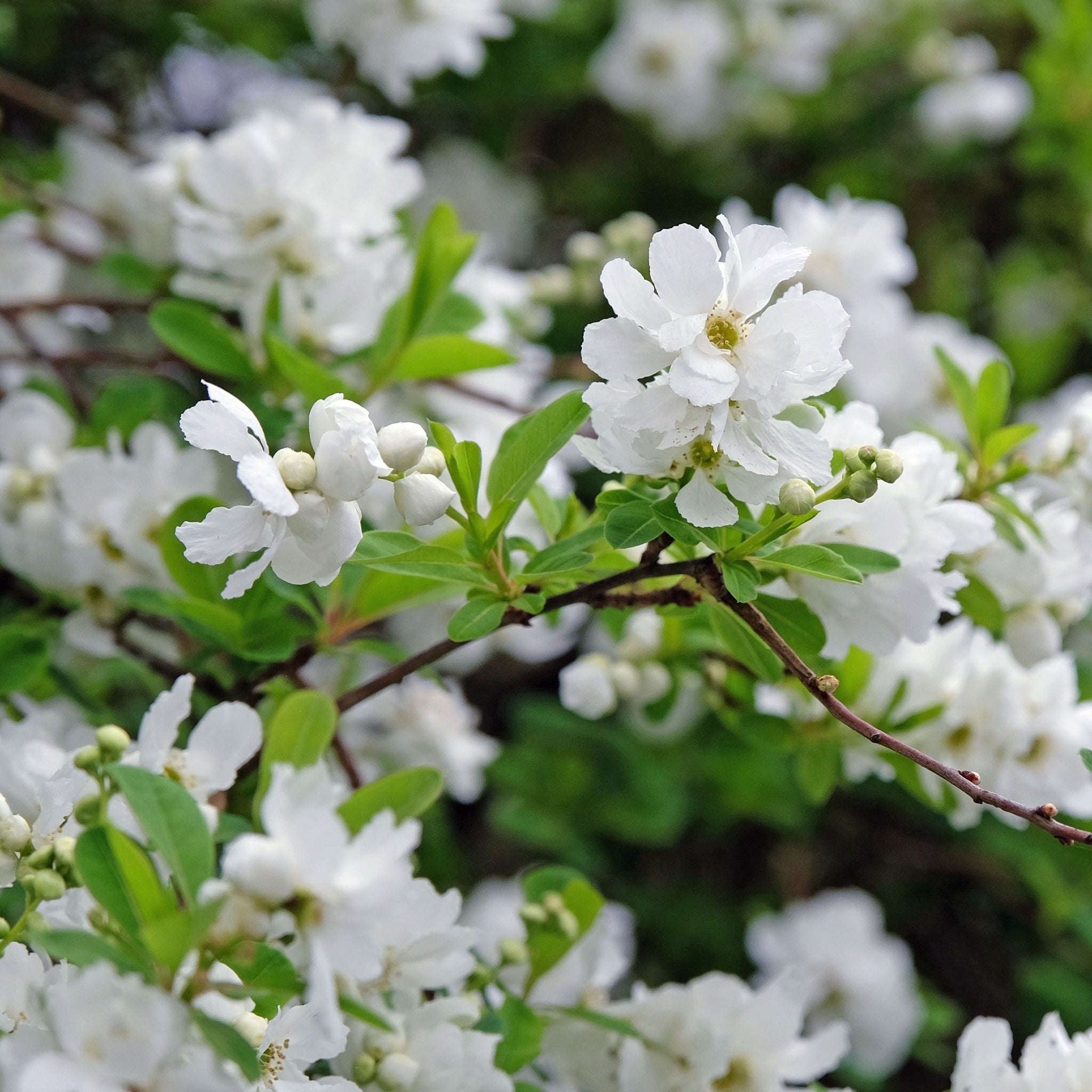 Exochorda × macrantha 'The Bride'  2L
