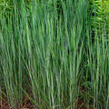 Panicum virgatum 'Heavy Metal' 9cm