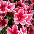 Azalea 'Melle' 2L