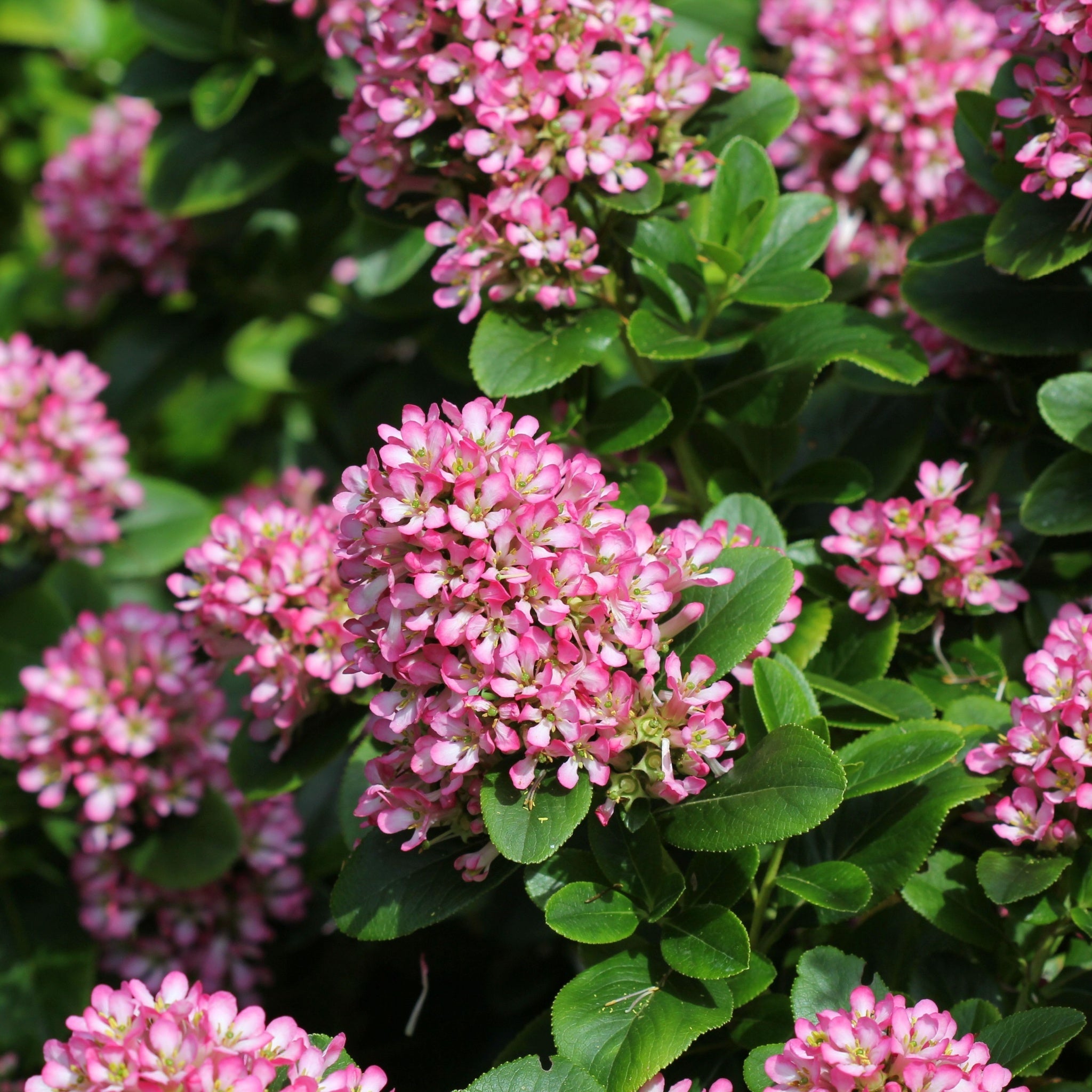 Escallonia 'Pink Elle' 9cm