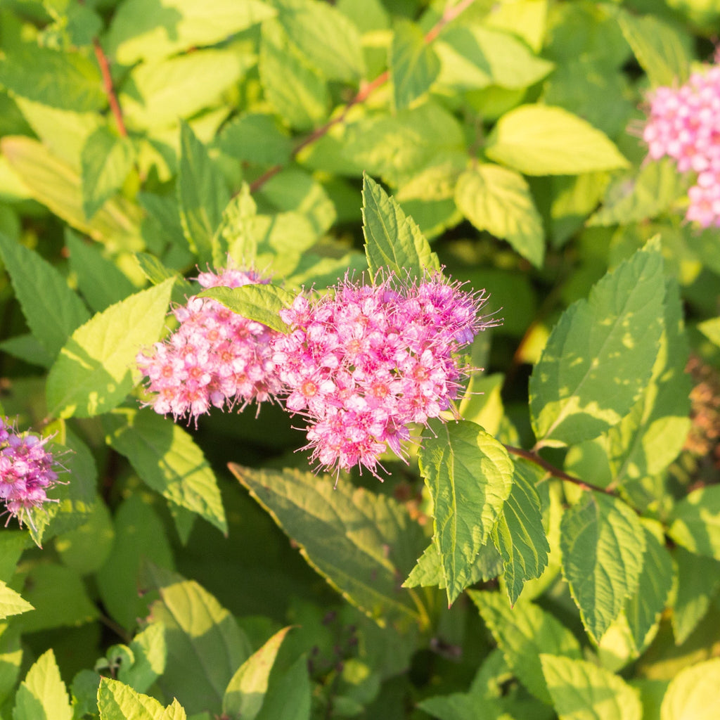 Spiraea Double Play 'Gold' 3L