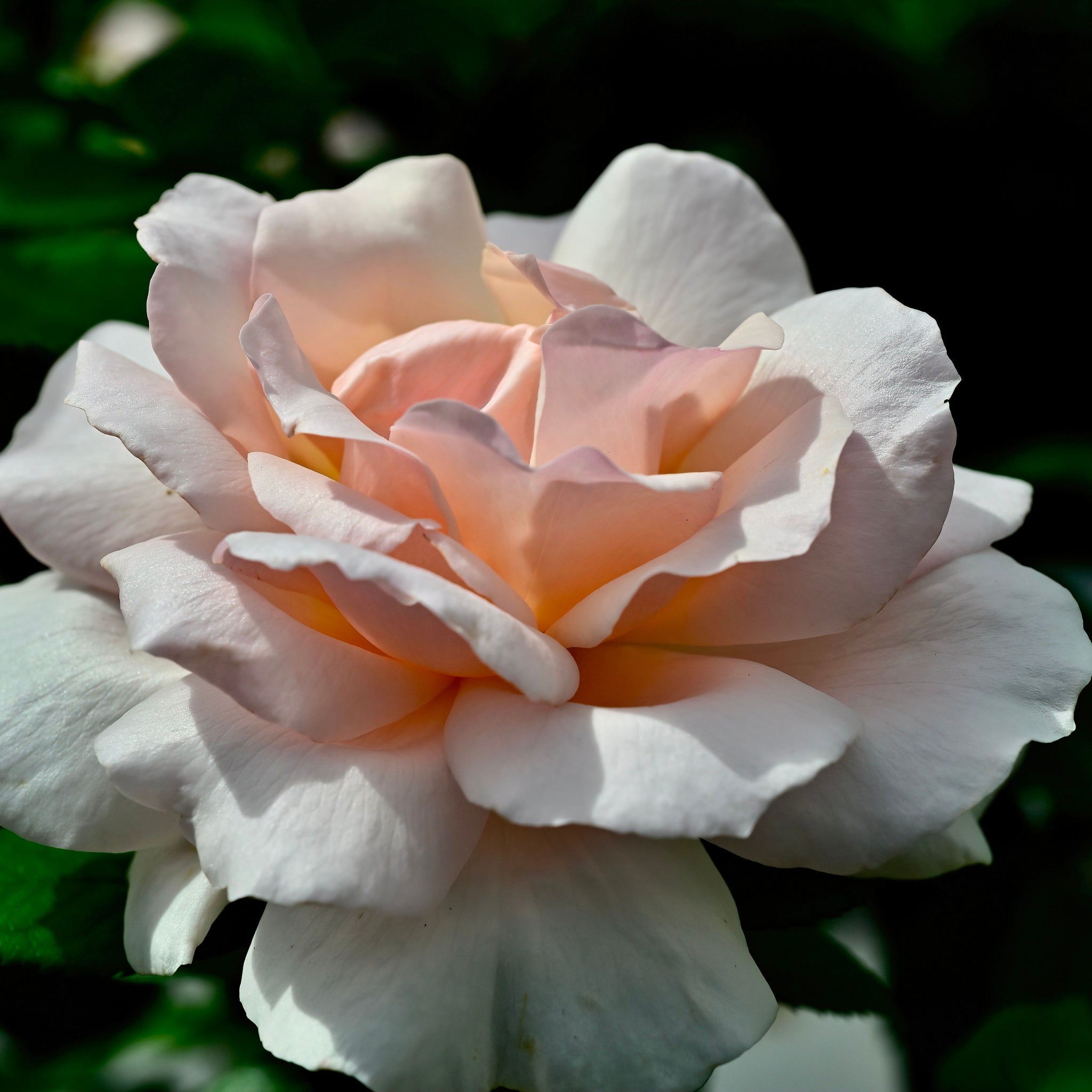 A Whiter Shade of Pale | Hybrid Tea Rose | 4L Potted Rose
