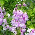 Penstemon 'Mother of Pearl' 9cm