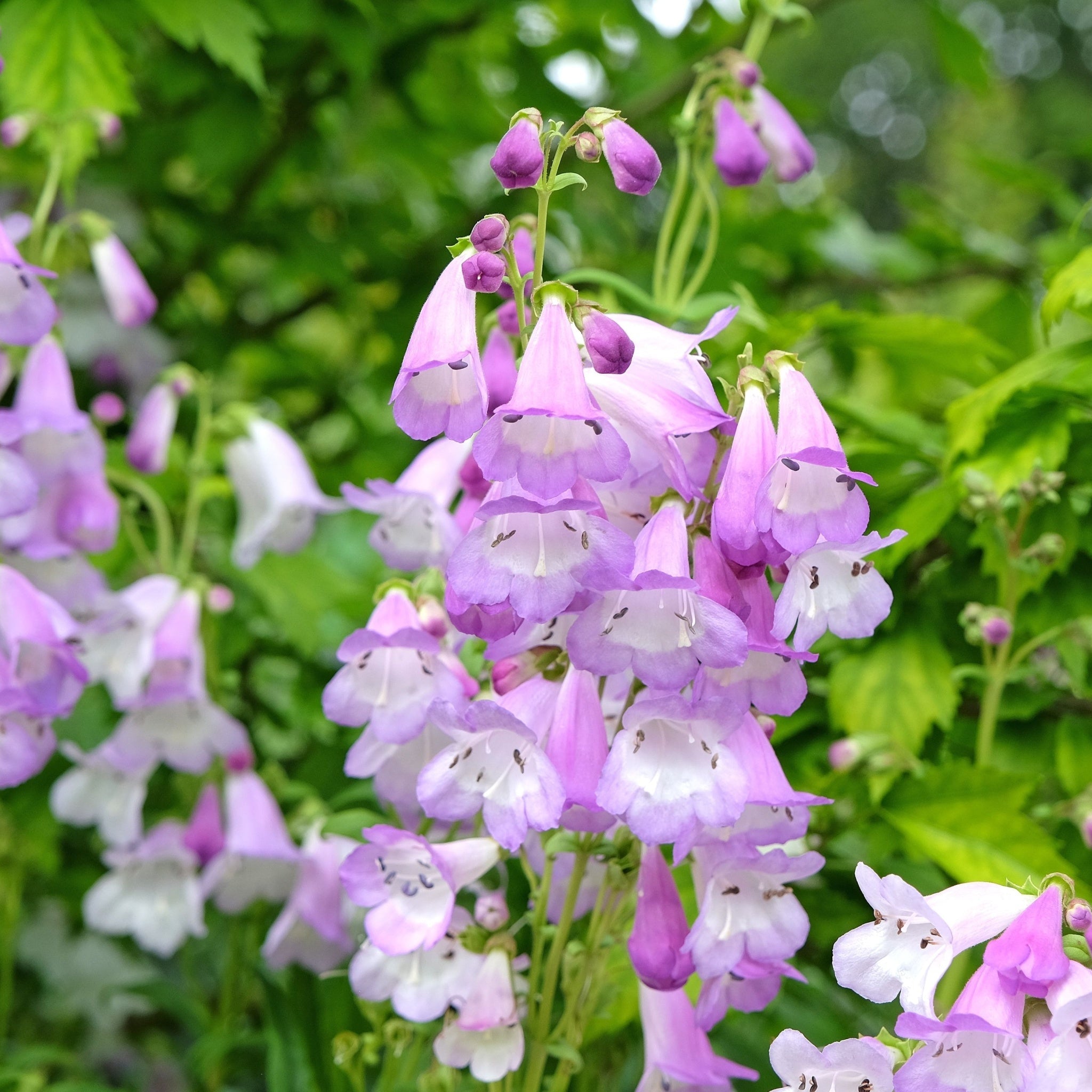 Penstemon 'Mother of Pearl' 9cm