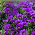 Calibrachoa Purple (Million bells) 9cm Pot