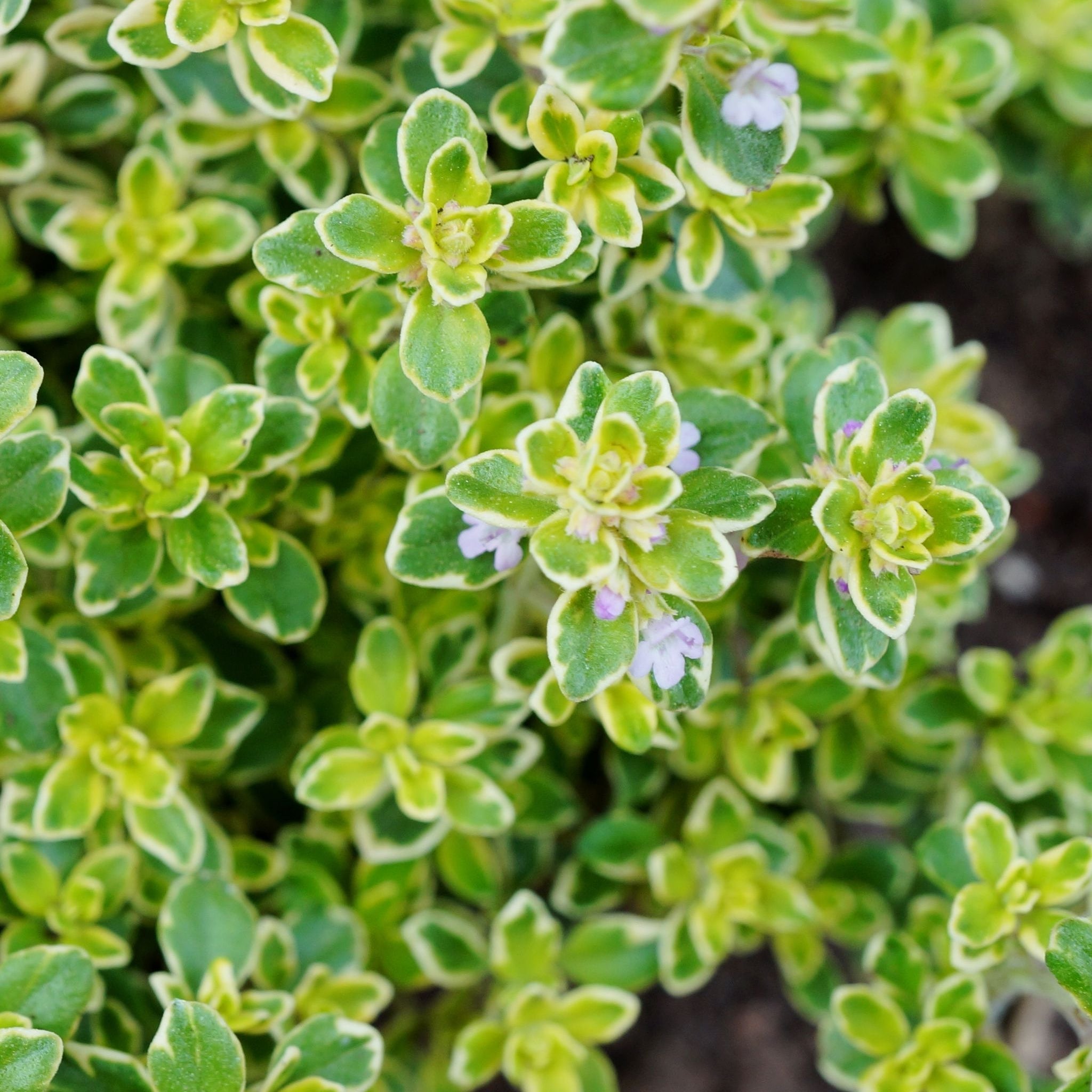 Thyme Silver Posie (Thymus) 11cm Pot