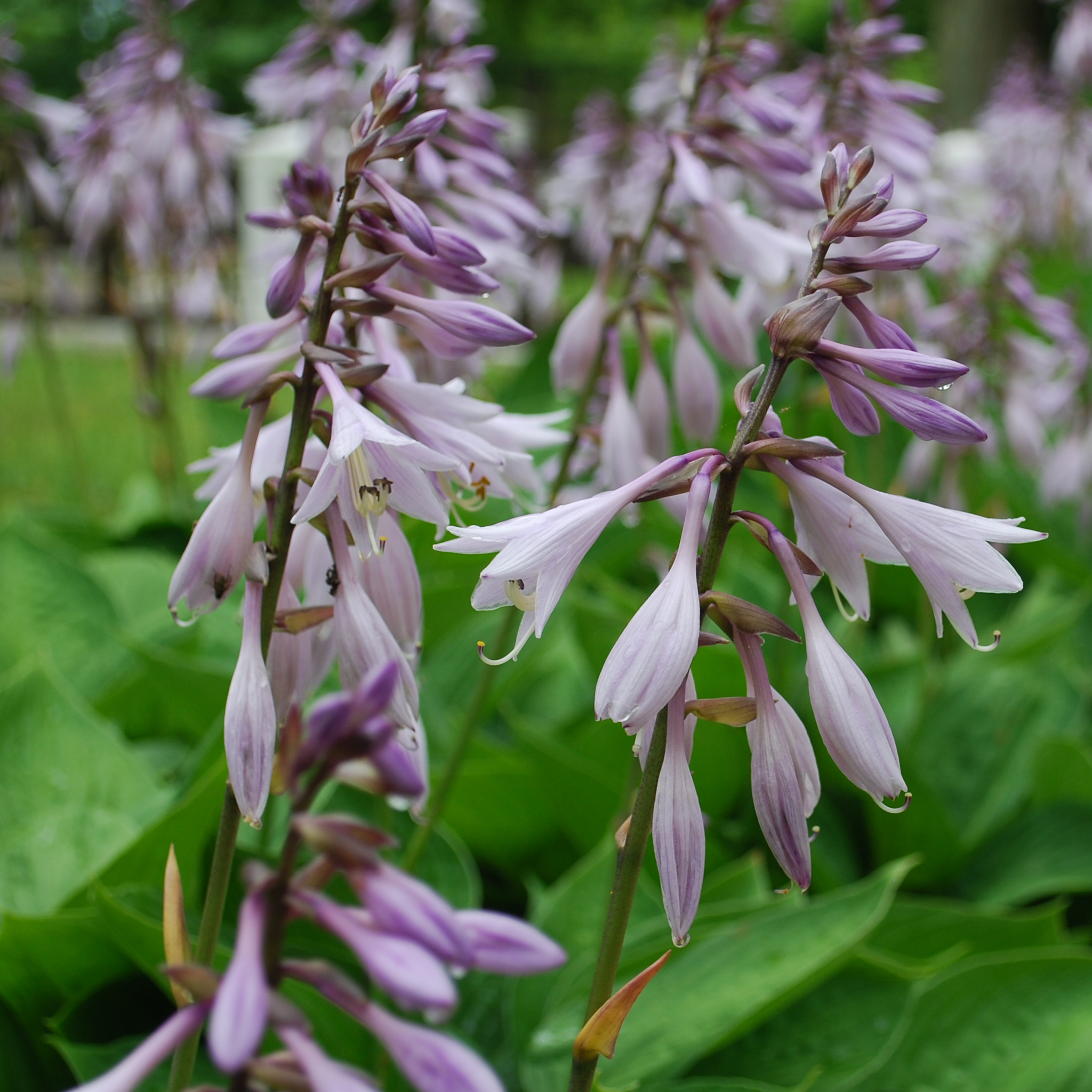 Hosta sieboldiana var. elegans 'Plantain Lily' 1.5L