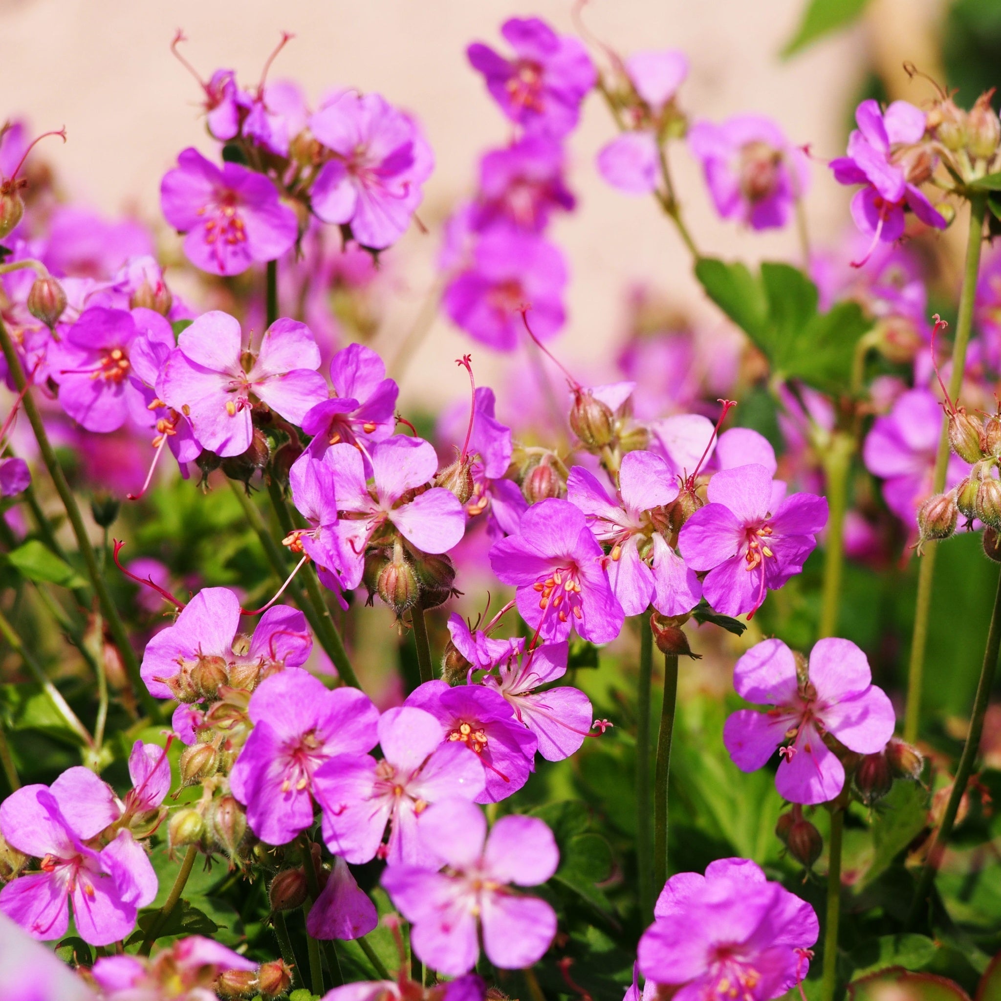 Beginners Plant Bundle (5 Plants)