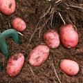 Desiree Seed Potatoes 2KG