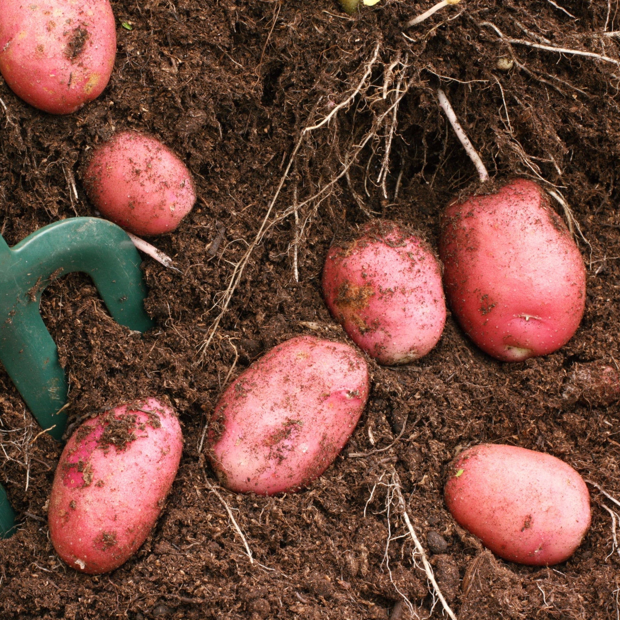 Desiree Seed Potatoes 2KG
