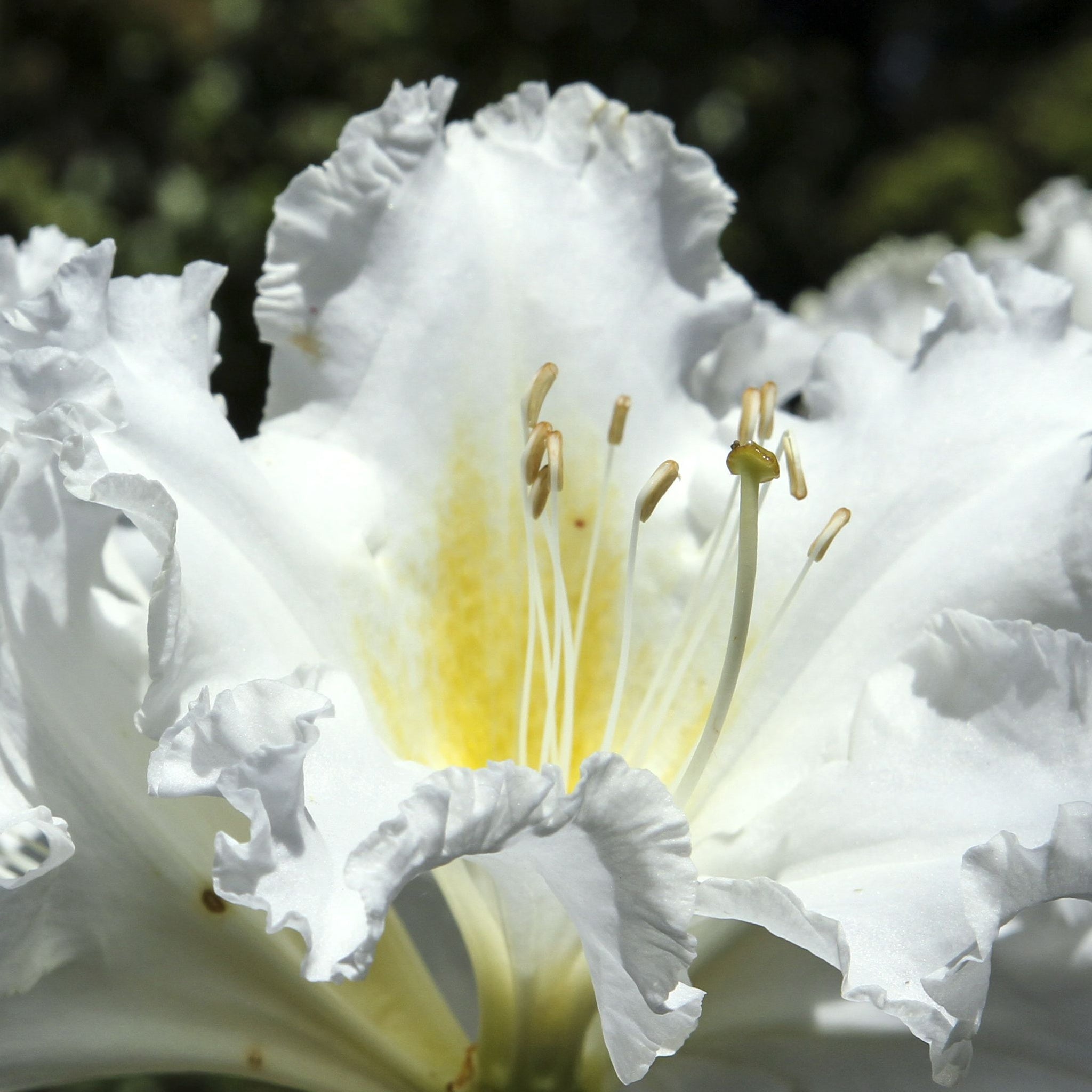 Rhododendron 'Madame Masson' 2L/5L