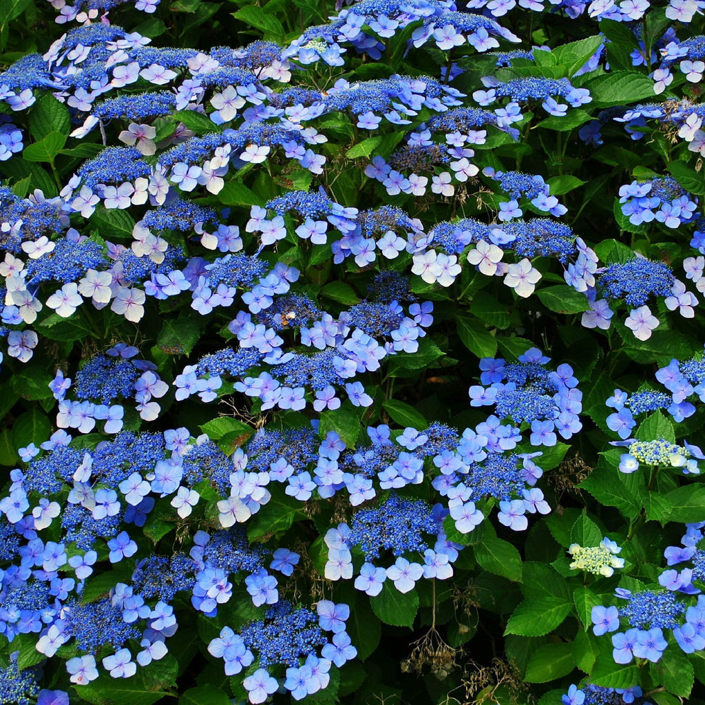 Hydrangea 'French Bolero' Blue 3L