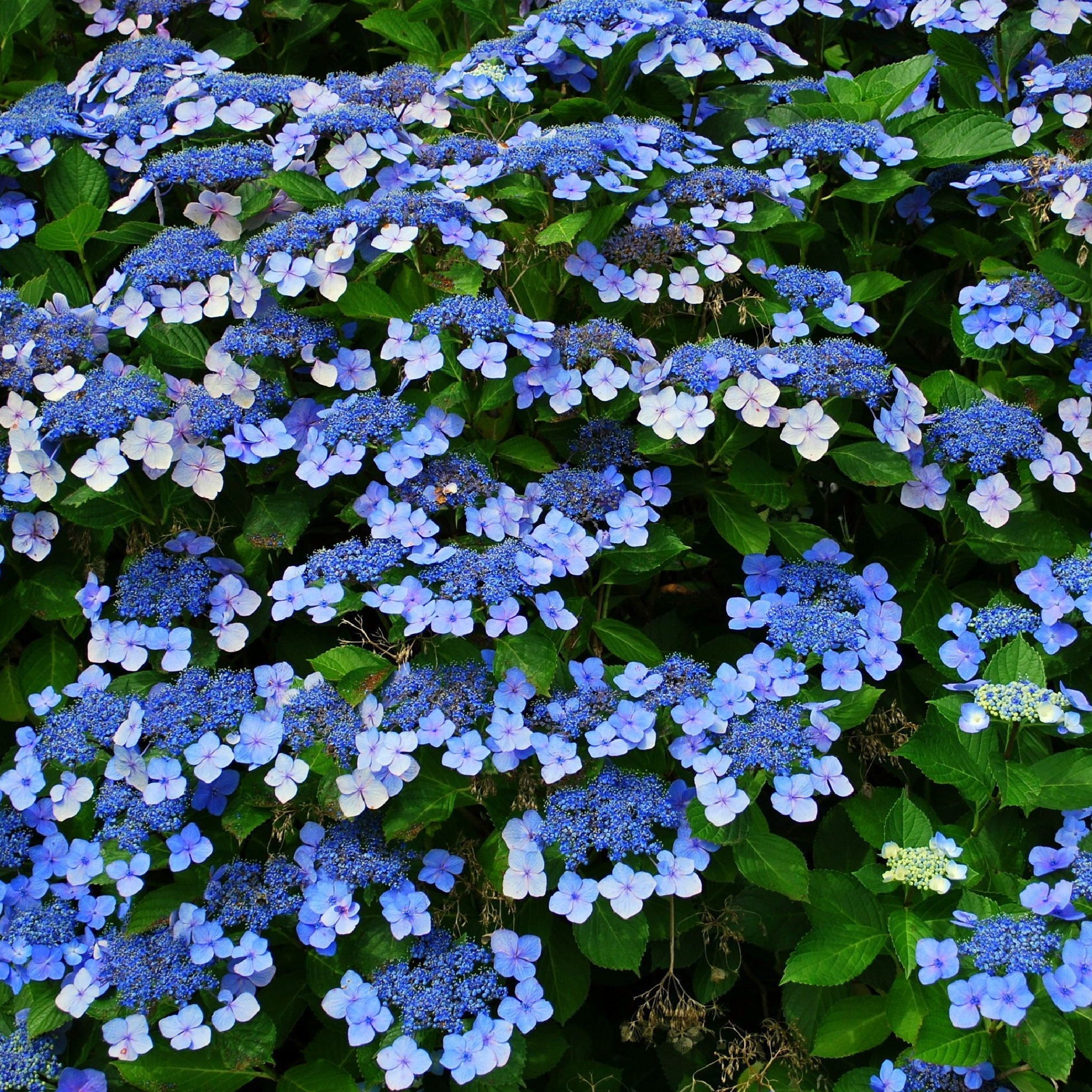 Hydrangea 'French Bolero' Blue 3L