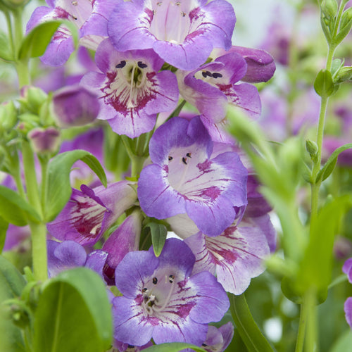 4 x Purple Flowering Perennials – 9cm Pots