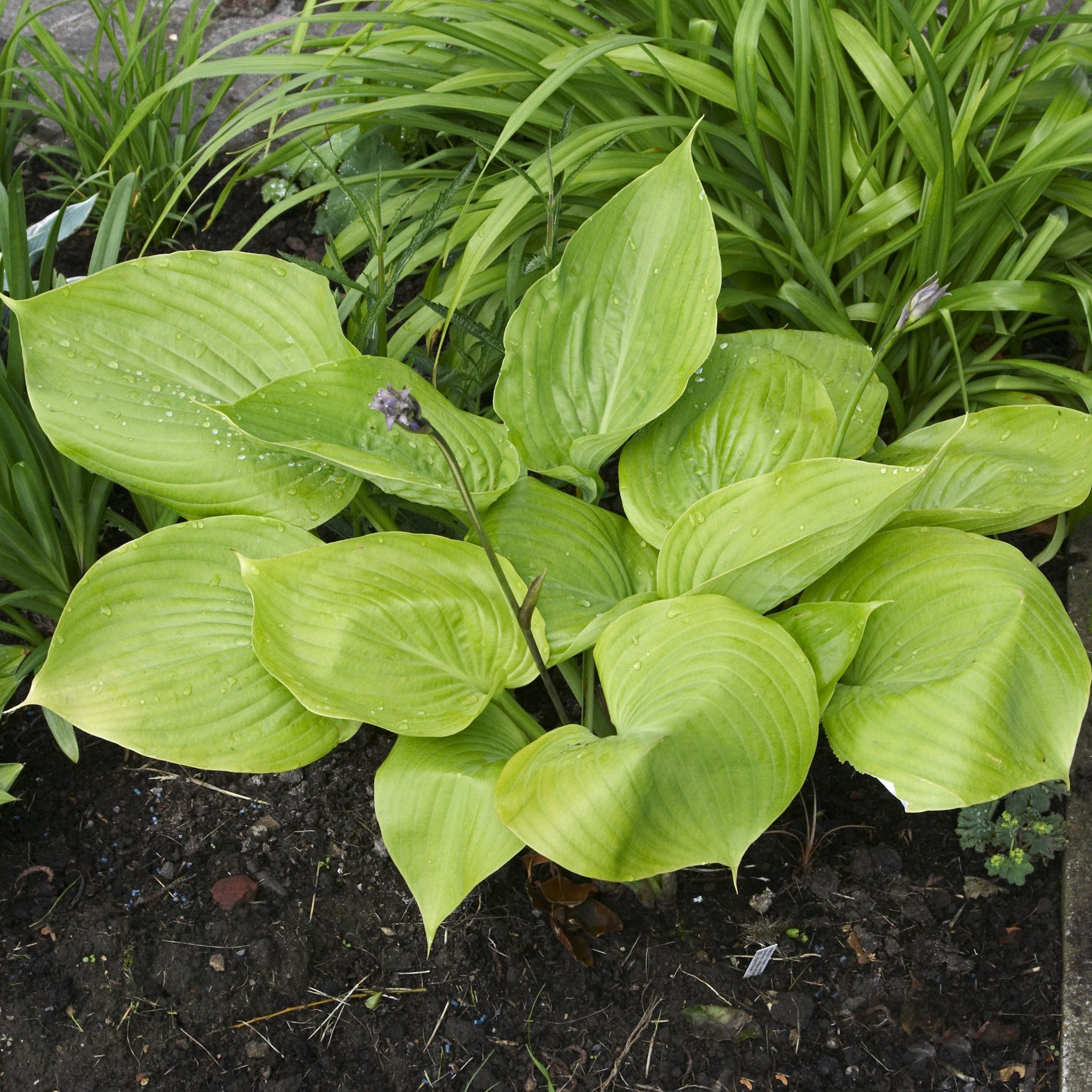Hosta 'Sum and Substance' 9cm