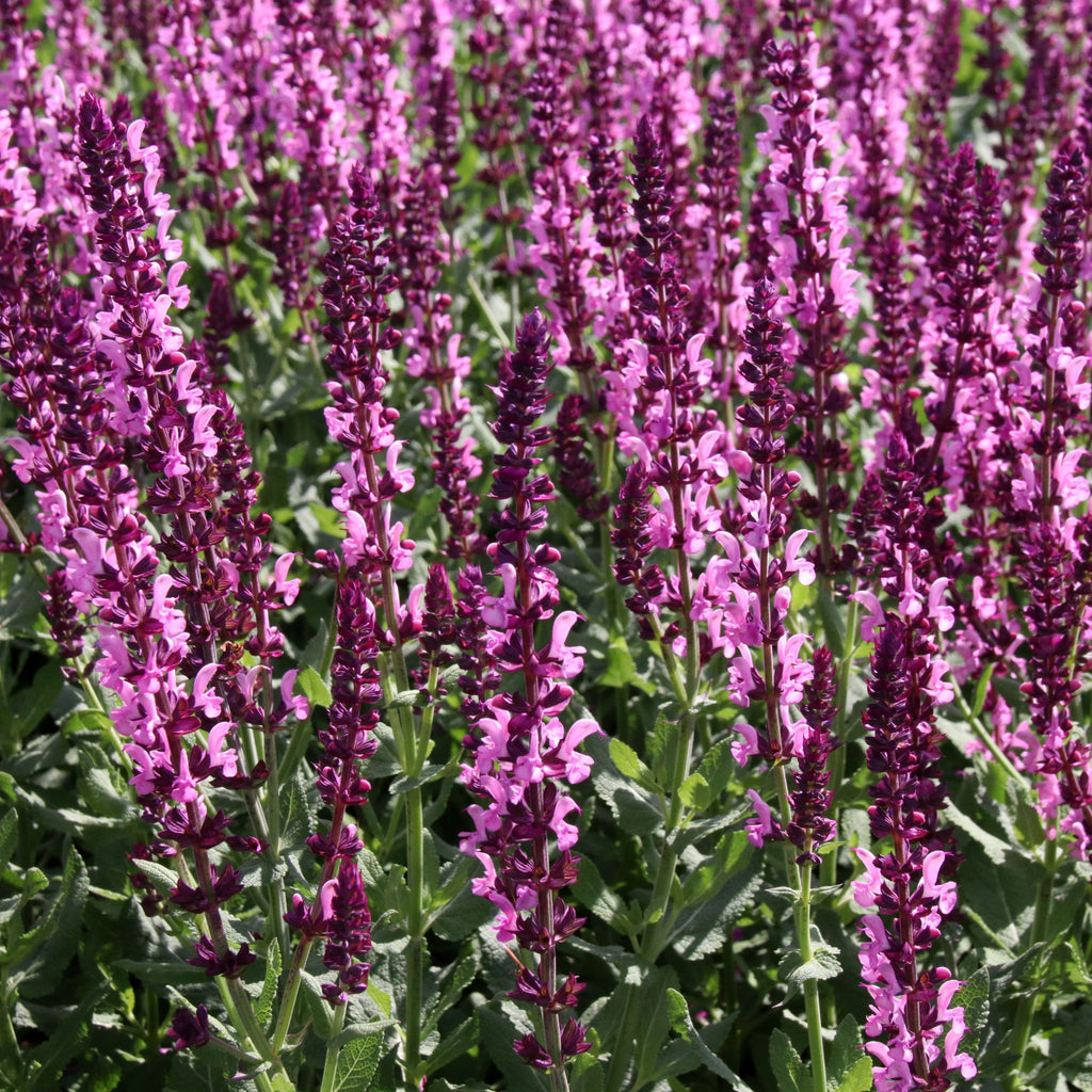 Salvia x superba Merleau Rose  9cm