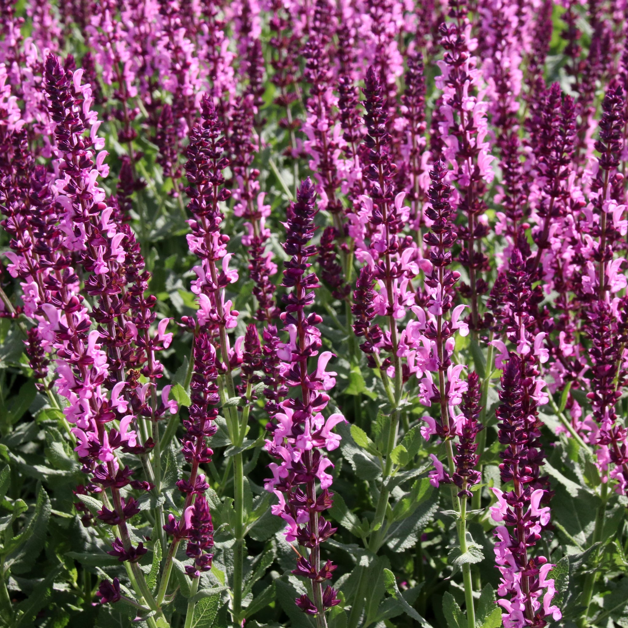 Salvia x superba Merleau Rose  9cm