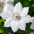 Clematis 'Destiny' 60cm