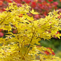 Acer palmatum Bi-ho 3L
