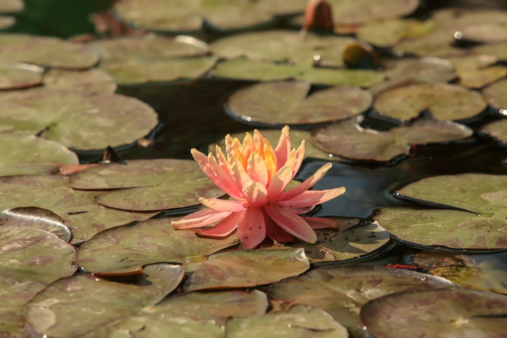 Sioux water lily - pond plants - SW10