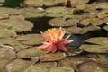 Sioux water lily - pond plants - SW10