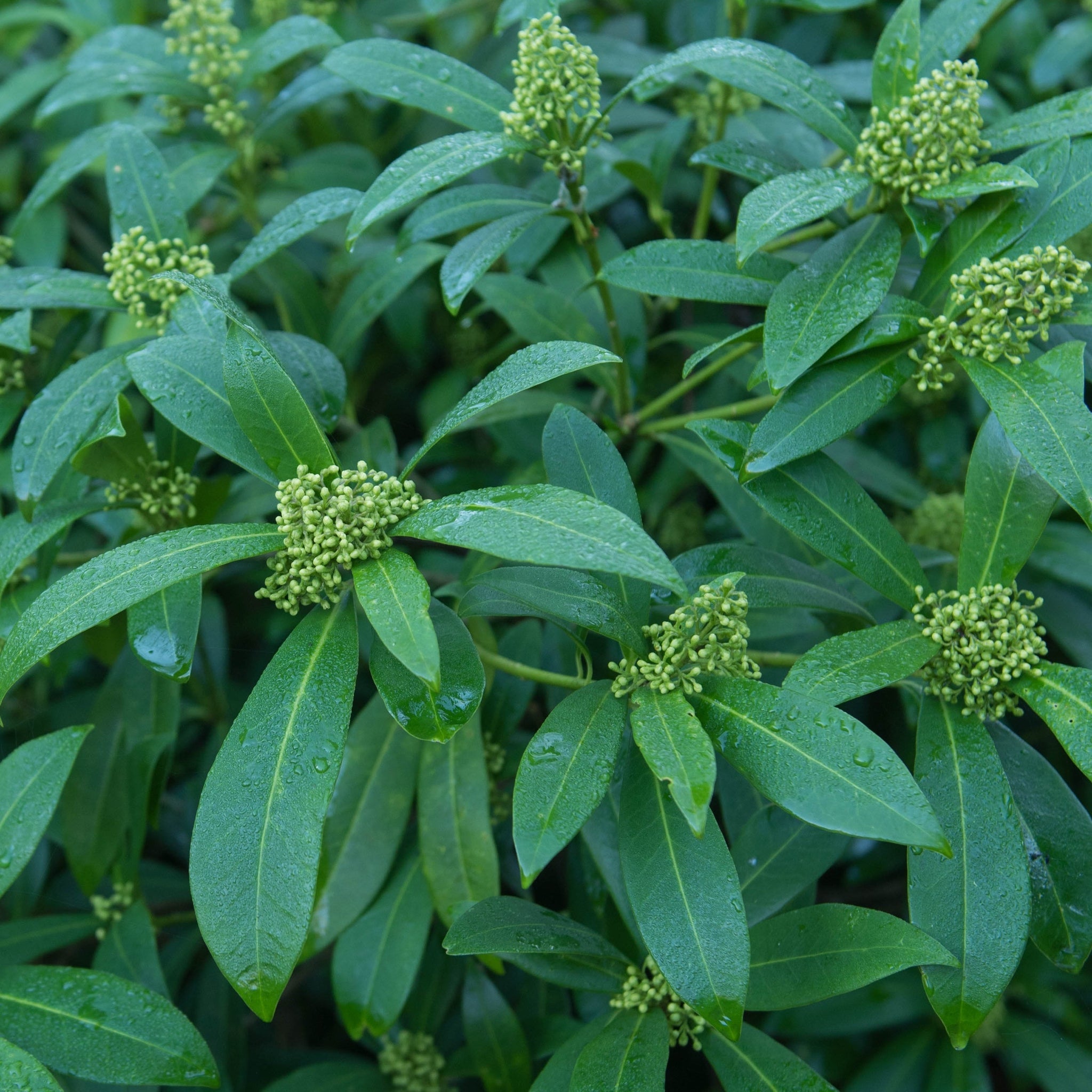 Skimmia × confusa 'Kew Green' 2L / 5L