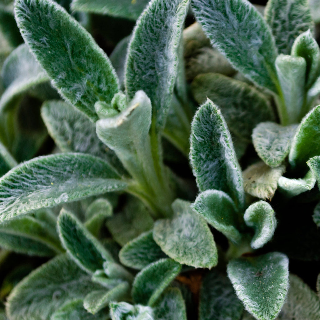 Stachys lanata 9cm / 2L