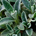 Stachy Silver Carpet 2L