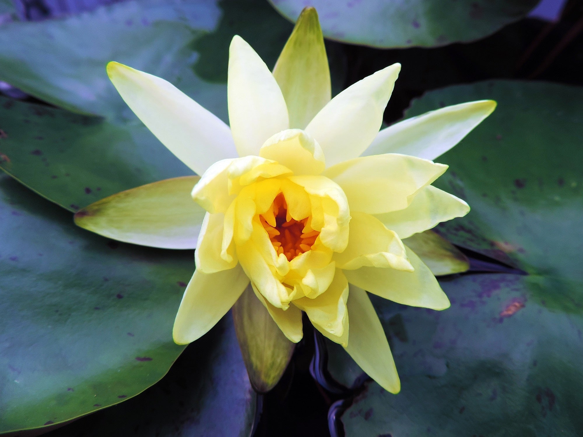 Sulphurea water lily - pond plants - MW25