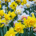 Daffodil Tall Mixed (20 Bulbs)