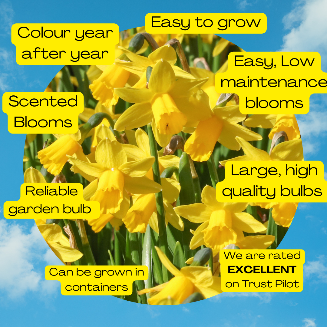 Tete a Tete Daffodil bulbs