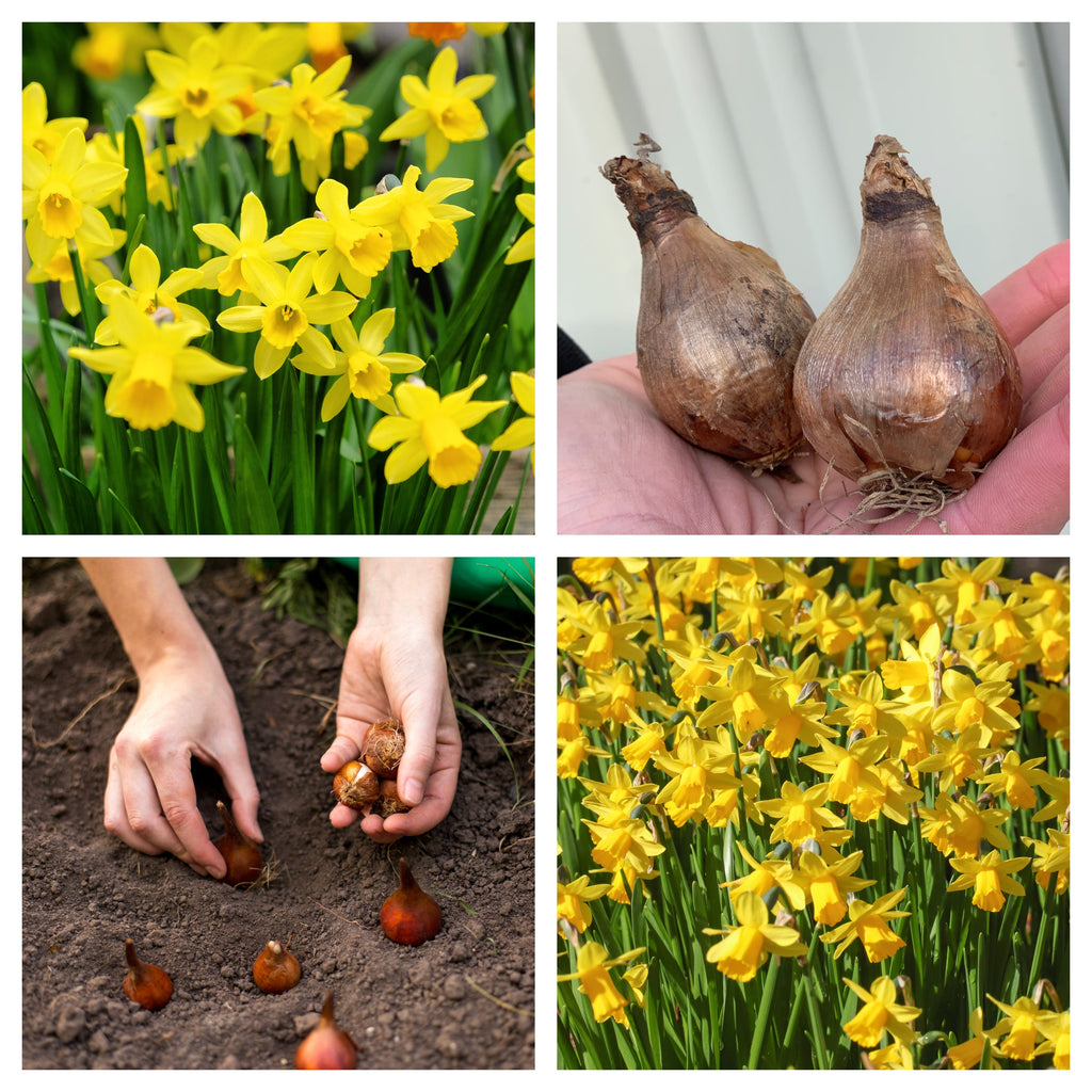 Tete a Tete Daffodil bulbs