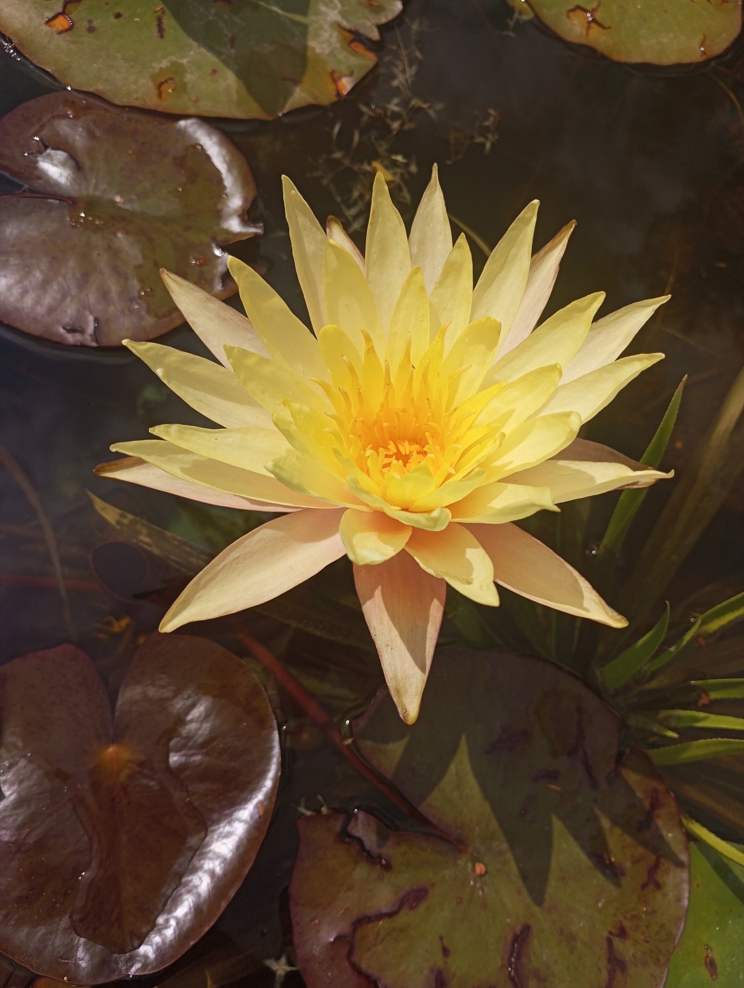Texas Dawn water lily - pond plants - MW26